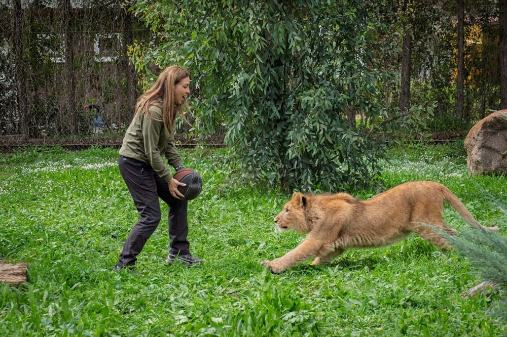 Kedi mamasıyla aslan beslemişler! Yavru aslan koruma altına alındı - 3