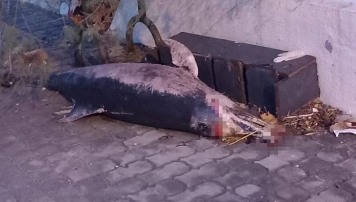 Şiddetli fırtına ölü yunusu karaya vurdu Şiddetli fırtına ölü yunusu karaya vurdu