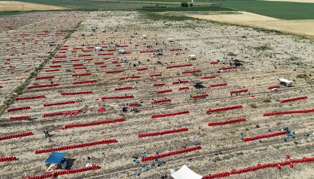 Tarlada fiyatı 5 TL'ye düştü: 40 derece sıcakta zorlu mesai