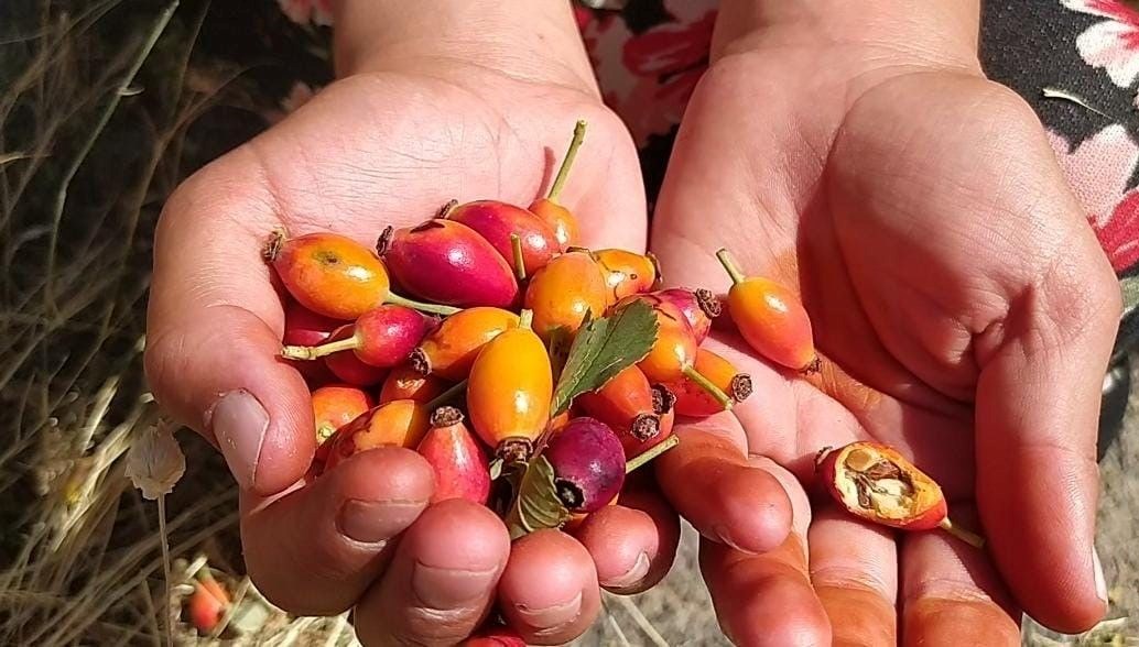 Dağlar şifa kaynağına dönüştü: Doğal antioksidan
