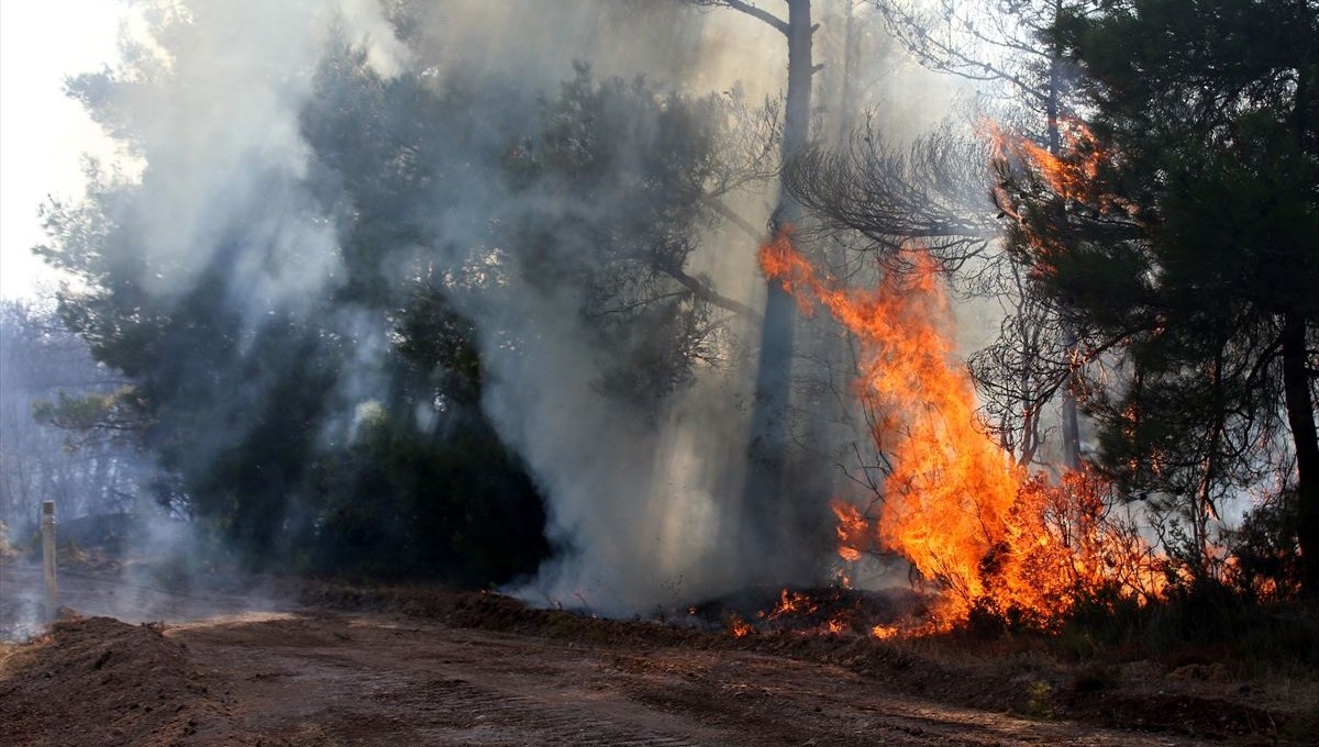 Çanakkale'deki orman yangını kontrol altına alındı