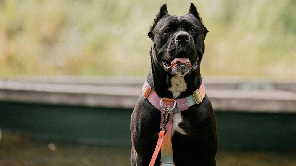 Çene Gücü Şampiyonları: Türk Kangalı ve Köpekler Dünyasının En İnanılmaz Isırıkları 81 8llfT3ki02YGWzsbpw7jg