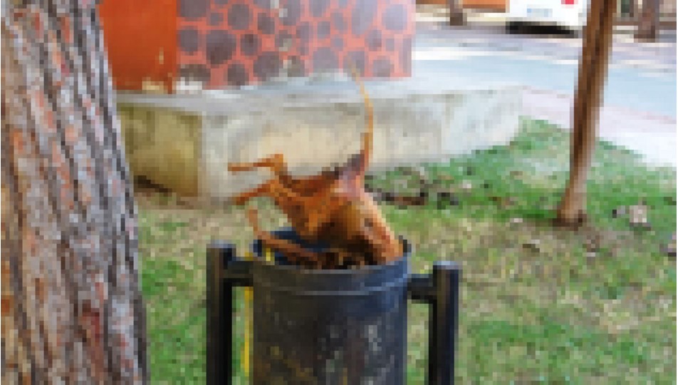 Çöpte yanmış kedi bulundu