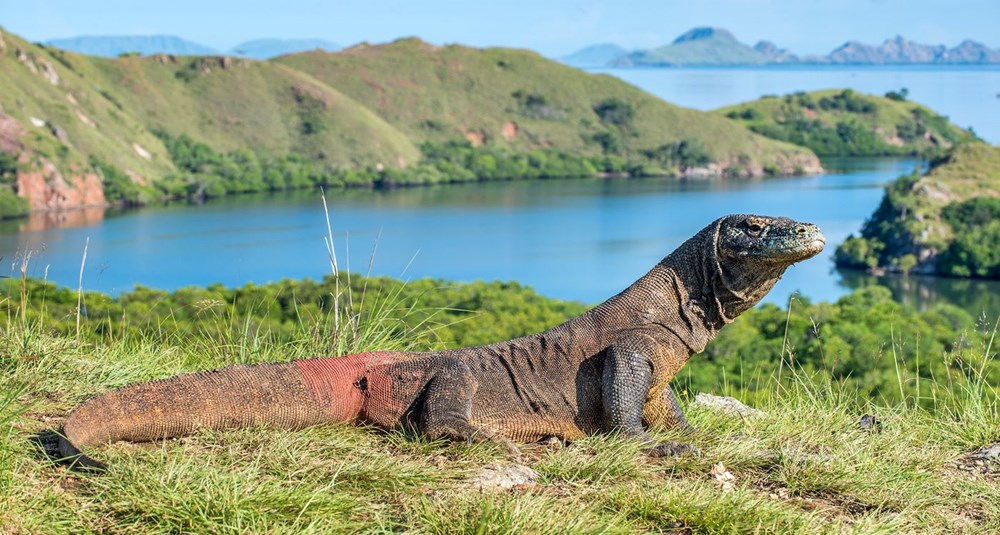 komodo ejderi, komodo adası, komodo adası giriş ücreti, komodo ejderi turu