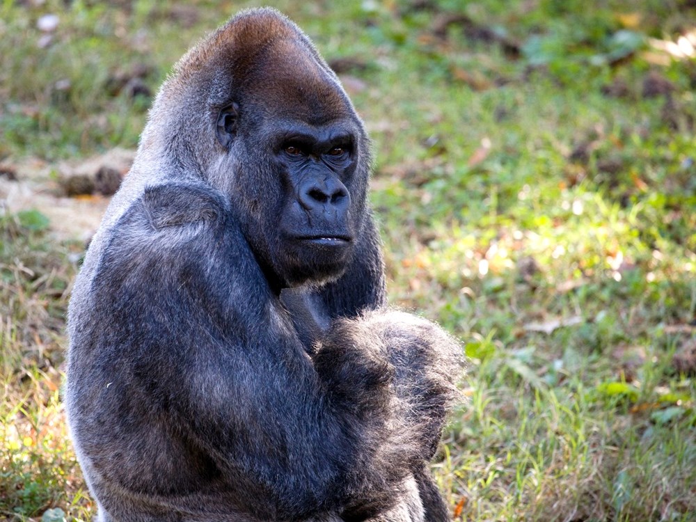 Dünyanın en yaşlı erkek gorili Ozzie hayatını kaybetti: Ölüm nedeni hala bilinmiyor - 1