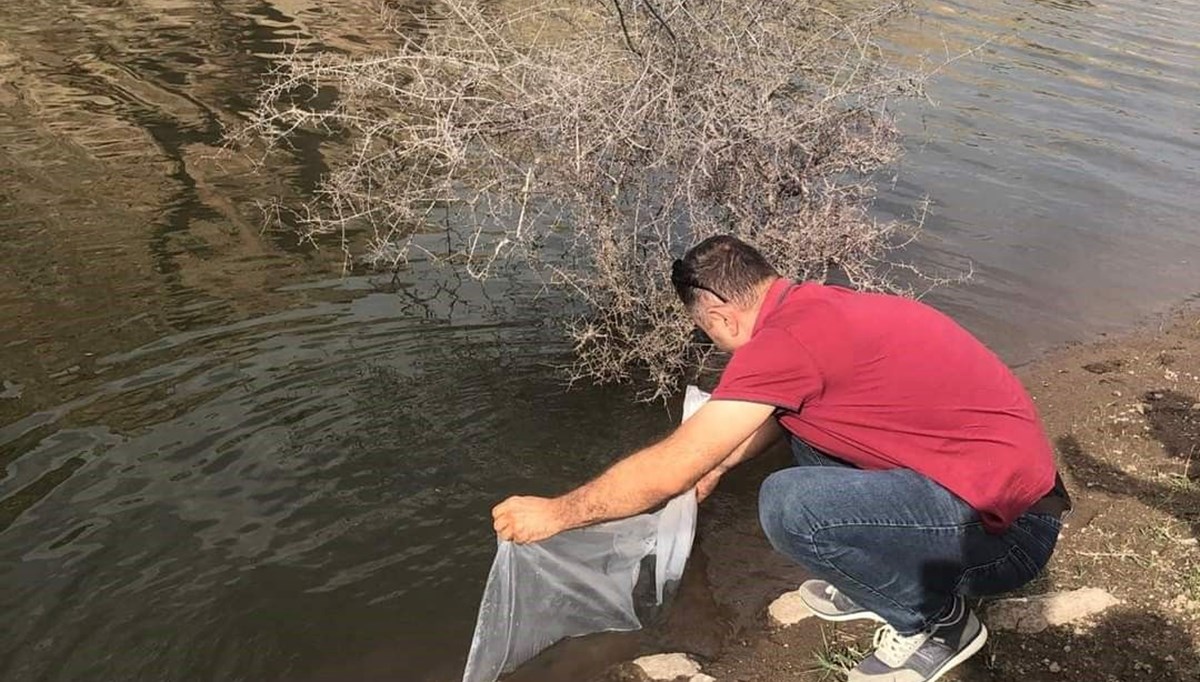 Afyonkarahisar'da göletlere 73 bin adet yavru sazan balığı bırakıldı Afyonkarahisar'da göletlere 73 bin adet yavru sazan balığı bırakıldı
