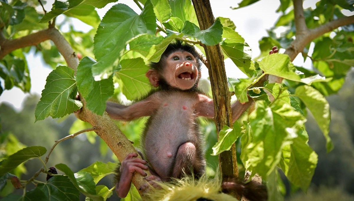 Annesi kabul etmeyince kuvözde büyütüldü: Maymun Nisan ormanda