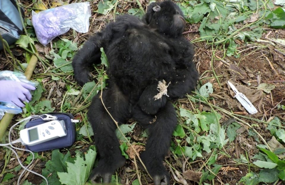 Kongo Demokratik Cumhuriyeti’nde gorillere Covid-19 testi - 2
