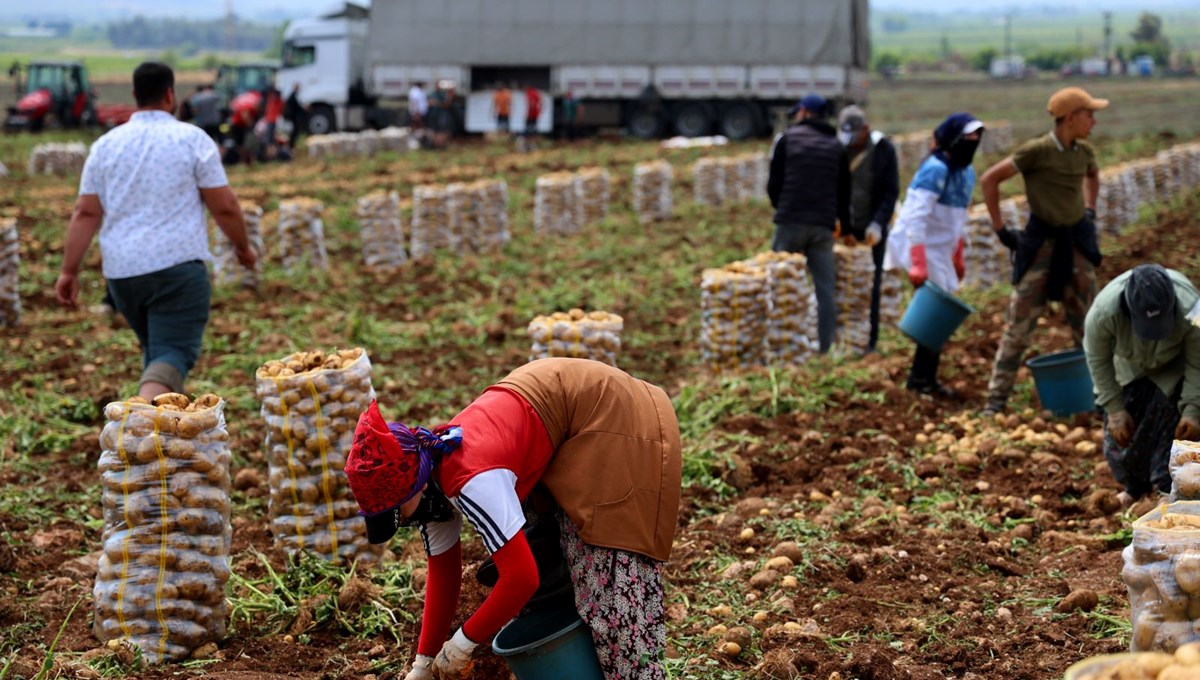 Tarlada kilosu 24 lira: Hasat başladı, yurt dışına da gönderilecek