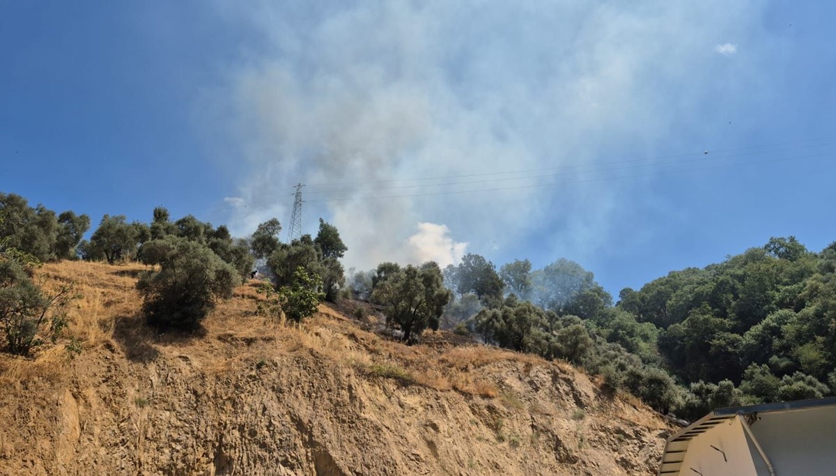 Aydın'da zeytinlik alanda orman yangını