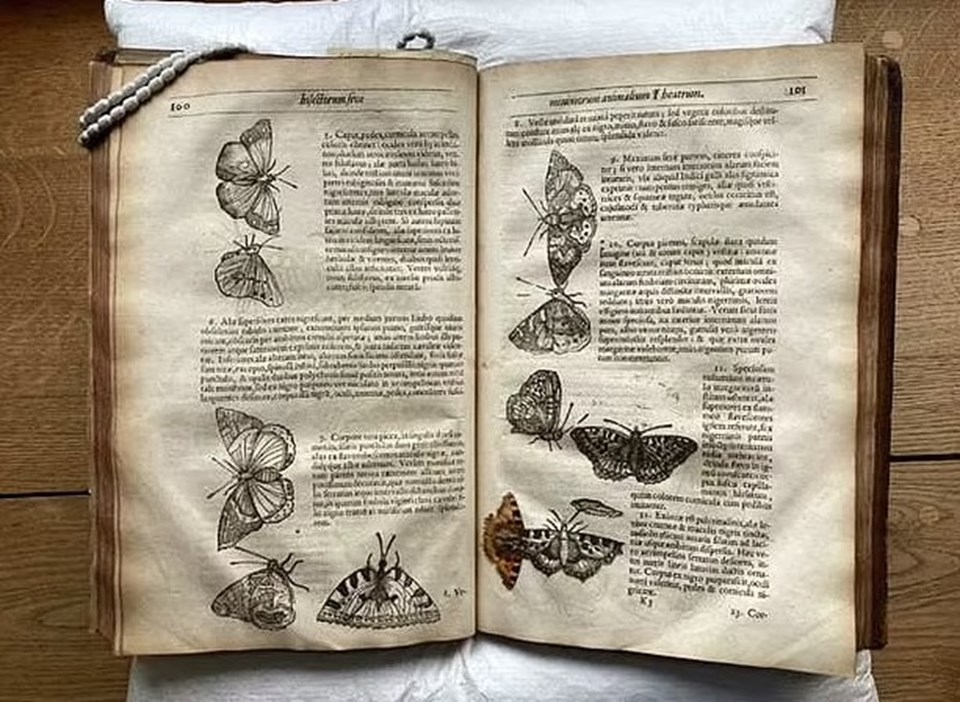 Tarihin tozlu sayfalarında 400 yıl boyunca yolculuk yapan kelebek bulundu - 1