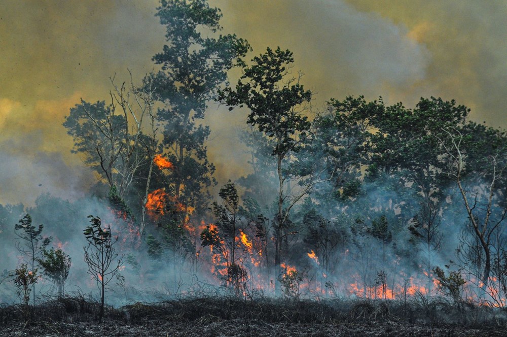 Yanan bölgelere hangi ağaç? Uzmanlar yanıtladı - 6
