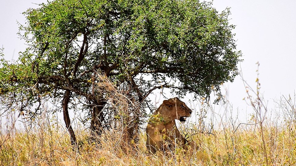 Kenya'da safari heyecanı - 3