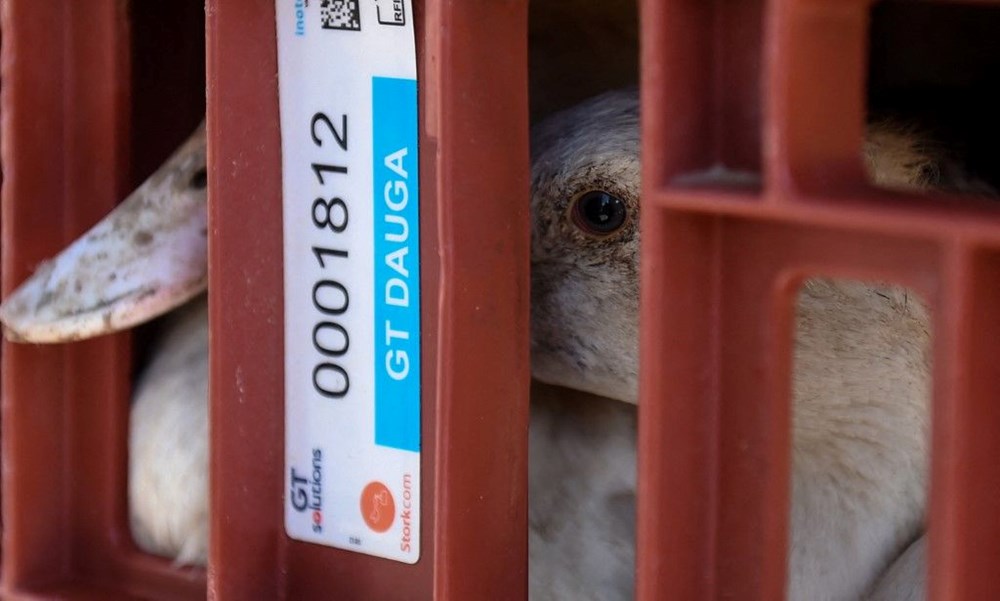 Bilim insanları yeni pandeminin kaynağını ve tarihini açıkladı: Covid-19'dan daha ölümcül olacak - 1