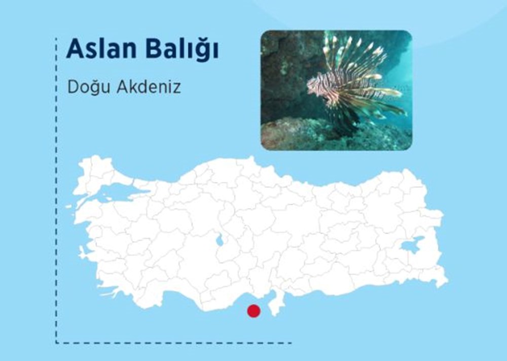Türkiye'nin denizlerinde hangi zehirli balık türleri var? - 3