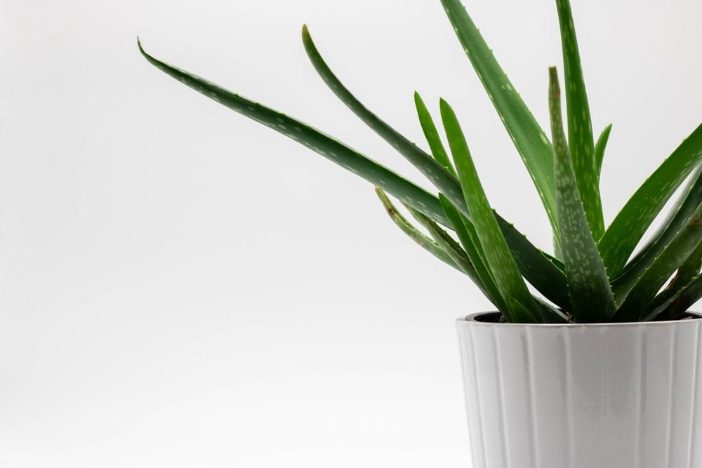 Aloe Vera (tıbbi sarısabır) nedir? Aloe Vera bitkisine nasıl bakılır? Faydaları nelerdir? - 9