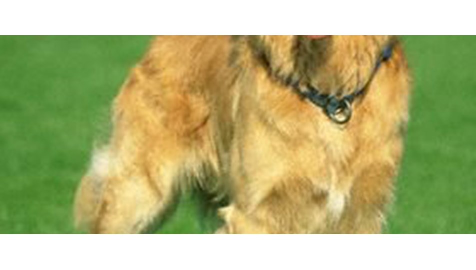 Bazı köpeklerin niye bukleleri var?