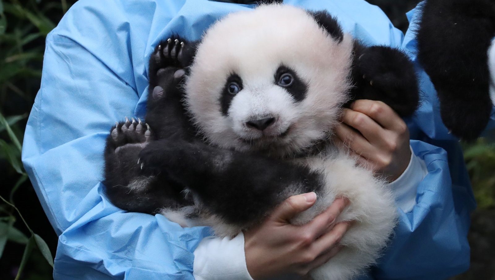 Mısır�da kedi heykelleri ve mumyaları bulundu NTV