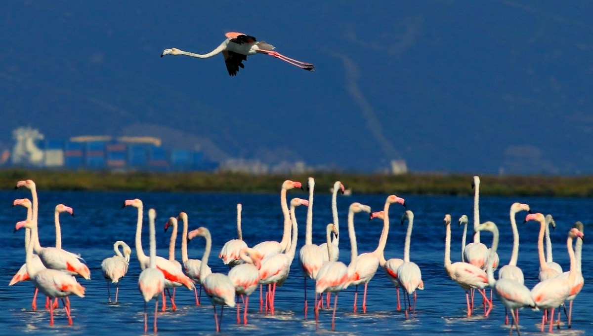 Hersek Lagünü'nde kuş türü sayısı 238'e yükseldi