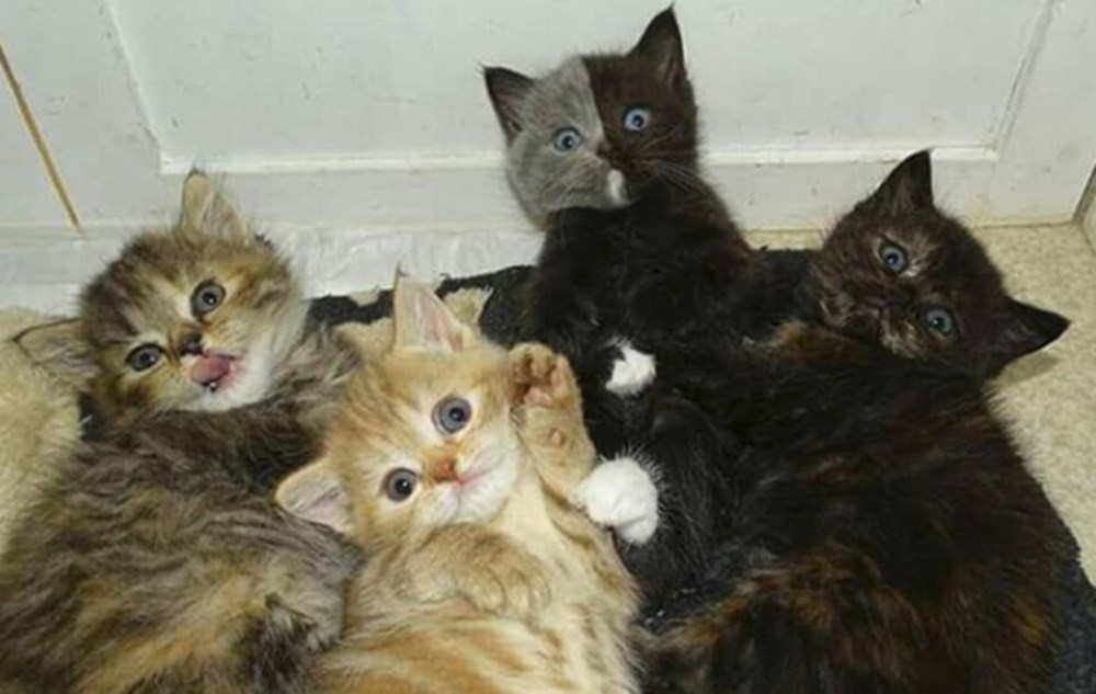 Называю его котенком. Красивые серые котята. Три маленьких котенка. Котенок с двумя лицами. Красивые имена для кошек.