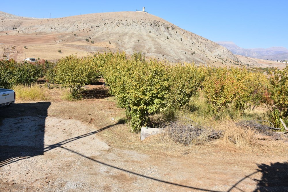 9 yıl önce 4 dönüm arazide yetiştirmeye başladı: Bu yıl 100 kilogram elde edildi - 4