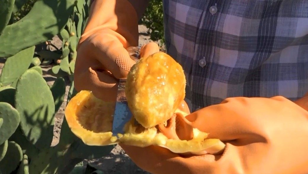 Kurak tarlalardan gelen lezzet dondurmaya dönüştü: Hasat dönemi devam ediyor