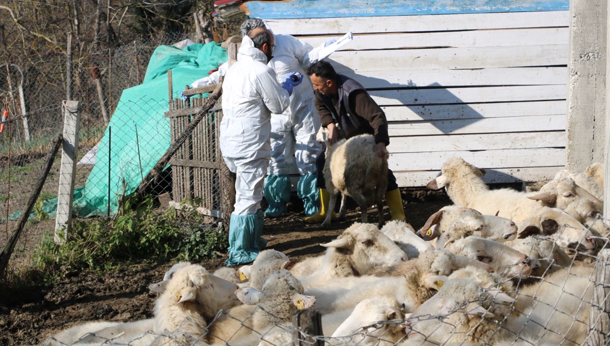 Zonguldak'ta hayvanlarda çiçek hastalığı: 50 köy karantinada