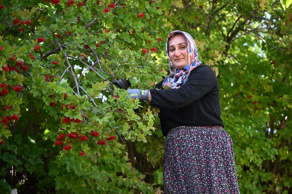 Gilaburu için sıraya giriyorlar: Masrafı yok, doğada kendiliğinden yetişiyor - 4