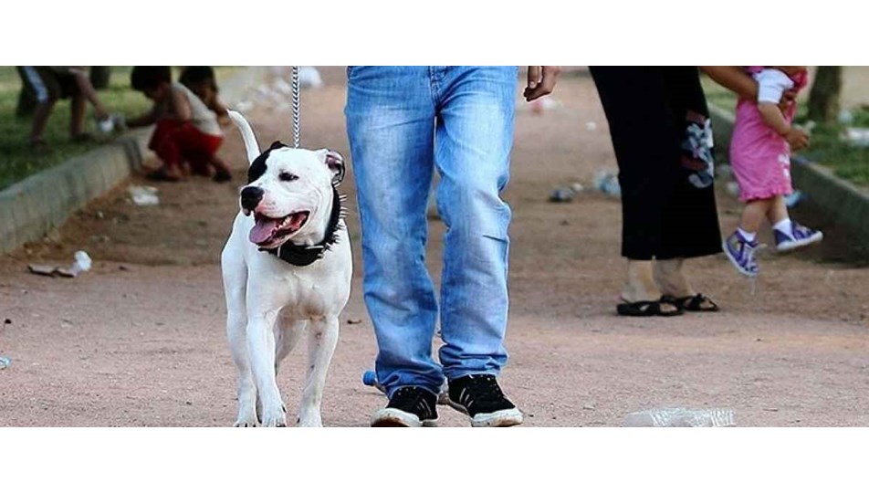 Fransa�da köpekler fişlenecek NTV