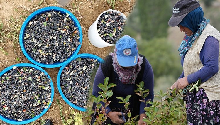 Tıbbi bitkinin kilosu 200 lira! Türkiye'de değeri bilinmiyor ama dünyanın süper meyvesi