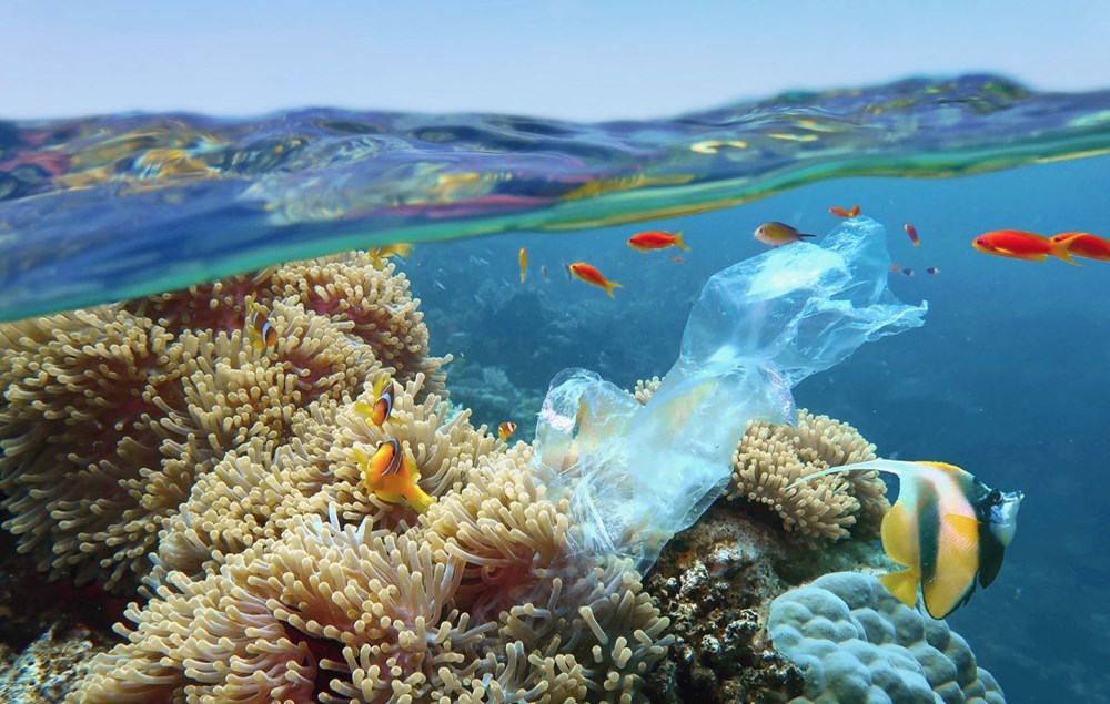 İklim değişikliği ve çevre kirliliği denizlerdeki tüm memeli türlerin yüzde 25’ini yok etmek üzere - 2