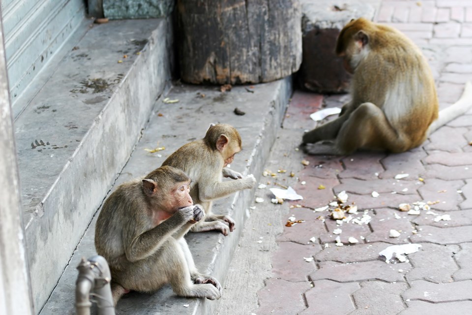 Maymunların kasıtlı olarak turistlerin değerli eşyalarını çaldığı ve karşılığında daha fazla yiyecek istediği ortaya çıktı - 1