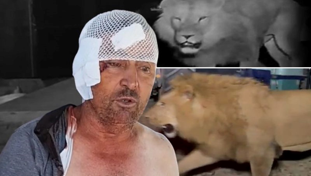 Antalya'da firari aslan alarmı!