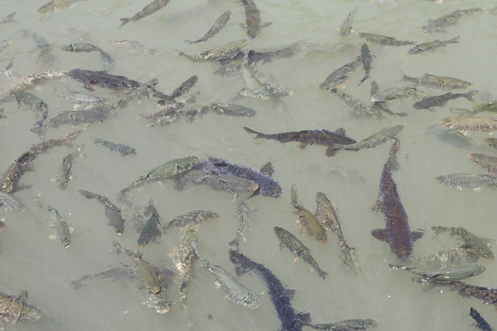 Balıklıgöl normale dönüyor - 7