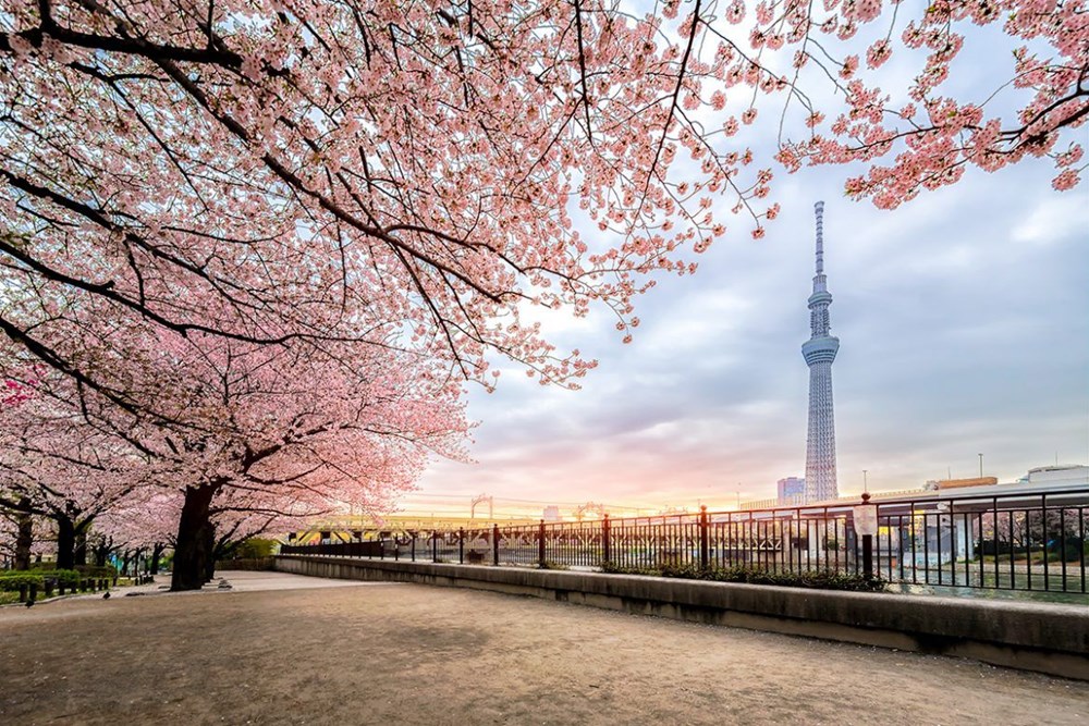 Pembe bir düş şehri: Tokyo (Tokyo gezilecek yerler) - 1
