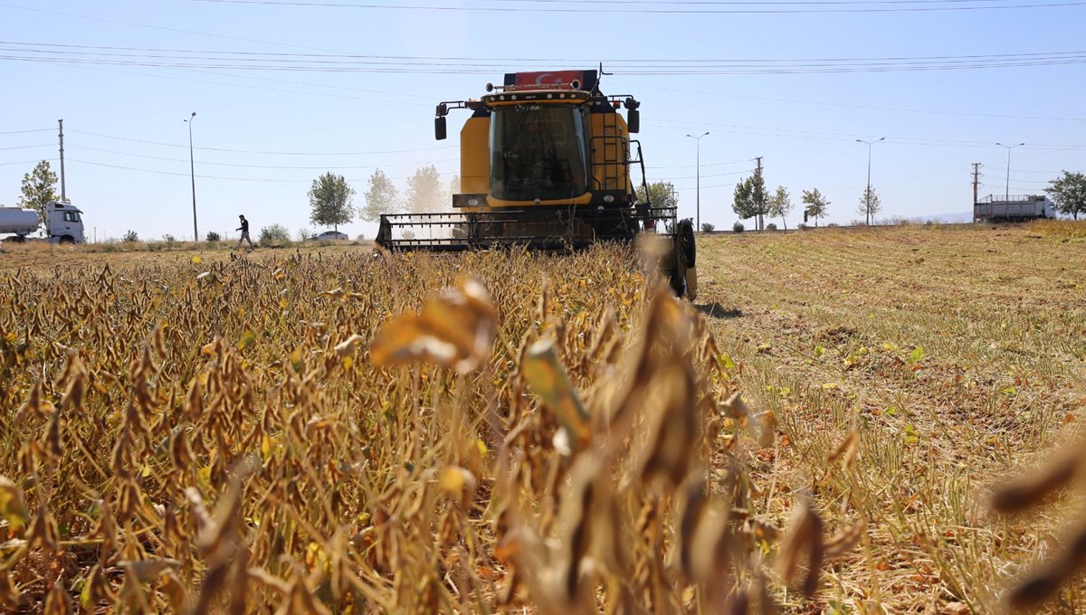 Diyarbakır'da soya ekim alanı üçe katlandı Diyarbakır'da soya ekim alanı üçe katlandı