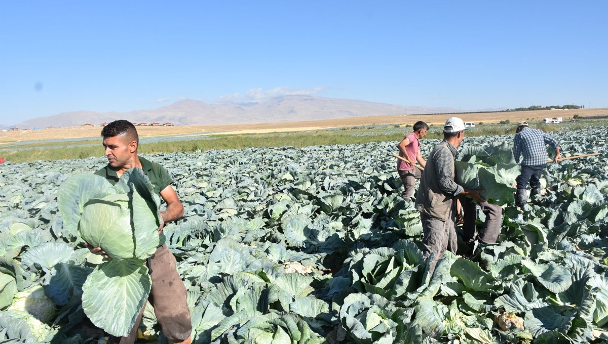 Tarlada kilosu 10 lira, üretici memnun: Niğde'de hasat başladı