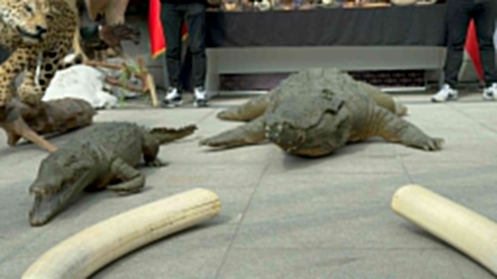 İstanbul’da dondurulmuş hayvan müzesine operasyon: Timsah,
aslan, çita, bizon tahnitlerine el konuldu - 9