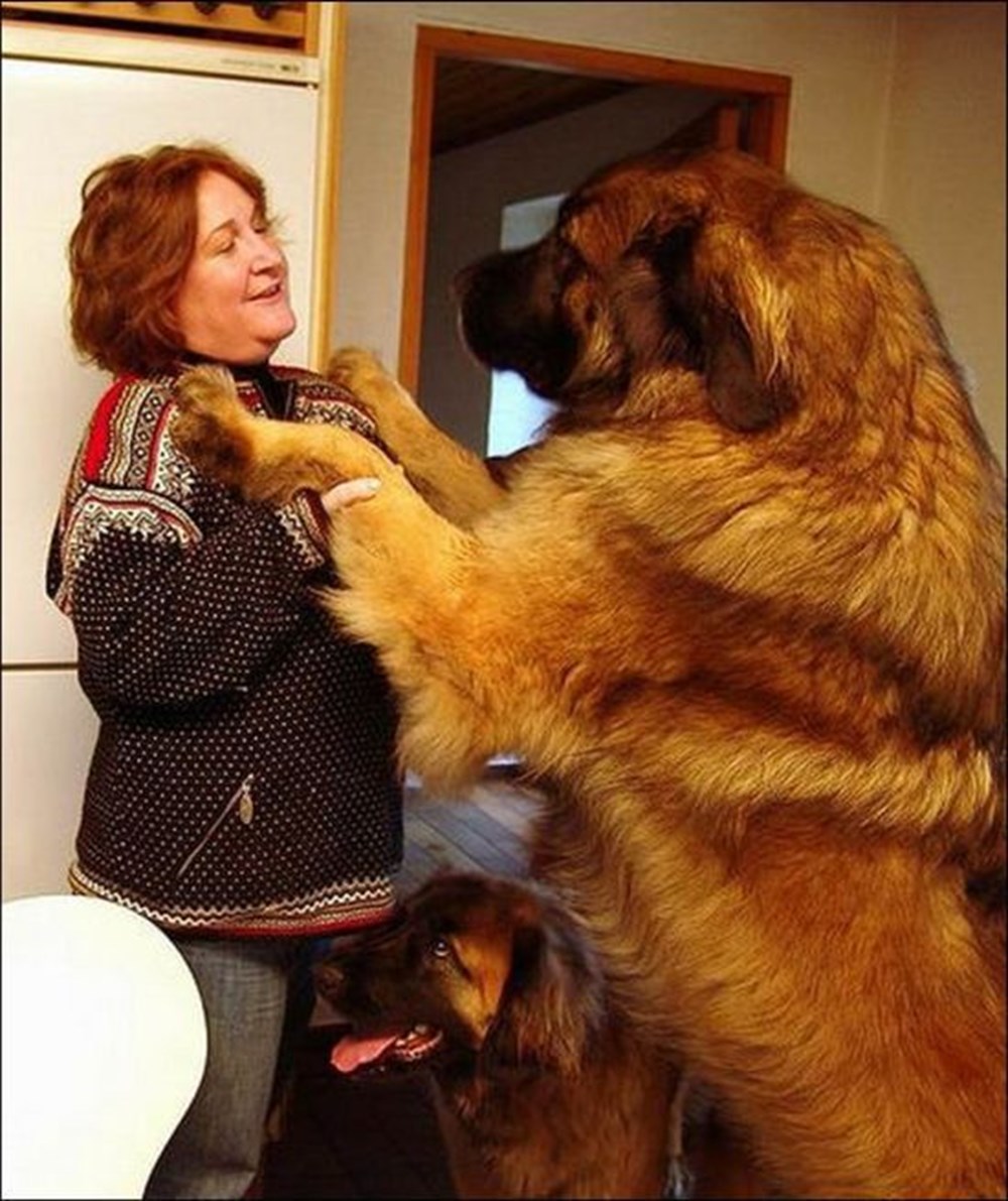 Очень крупная порода собак. Порода Леонбергер. Леонбергер и ньюфаундленд. Леонбергер и тибетский мастиф. Леонбергер с хозяином.