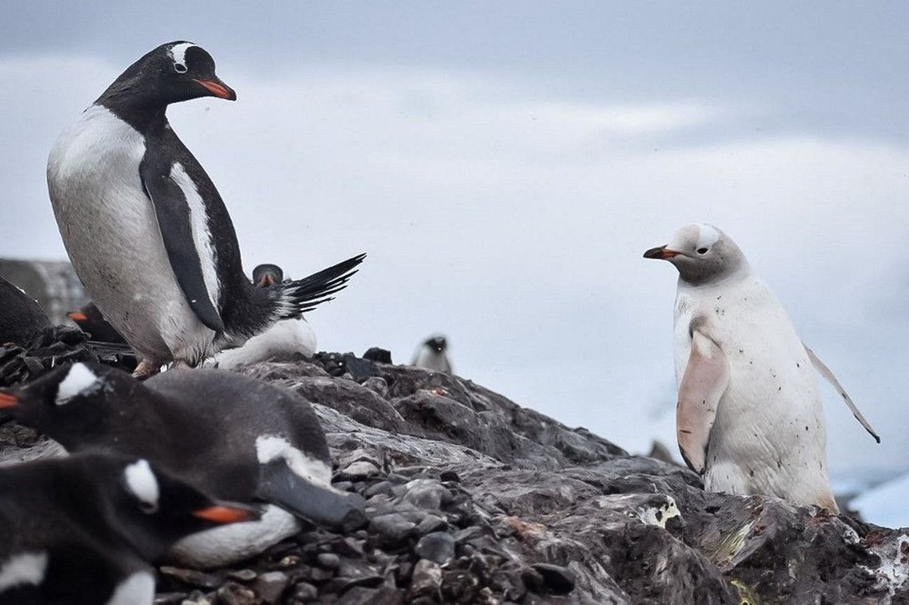 Antarktika'da ilk kuş gribi vakası görüldü - 4
