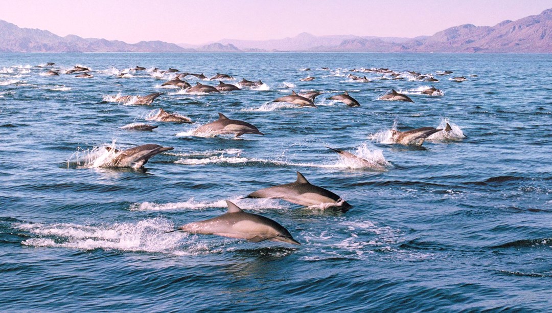 Kaliforniya'da süper sürü: Bin 500 yunus "parti verirken" görüldü