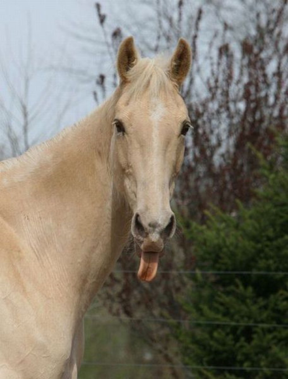 Лошадка язык. Лошадь с высунутым языком. Лошадь показывает язык. Лошадь показует язык. Улыбка лошади.