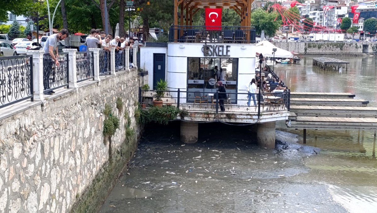 Yeşilırmak'ta balık ölümleri Yeşilırmak'ta balık ölümleri
