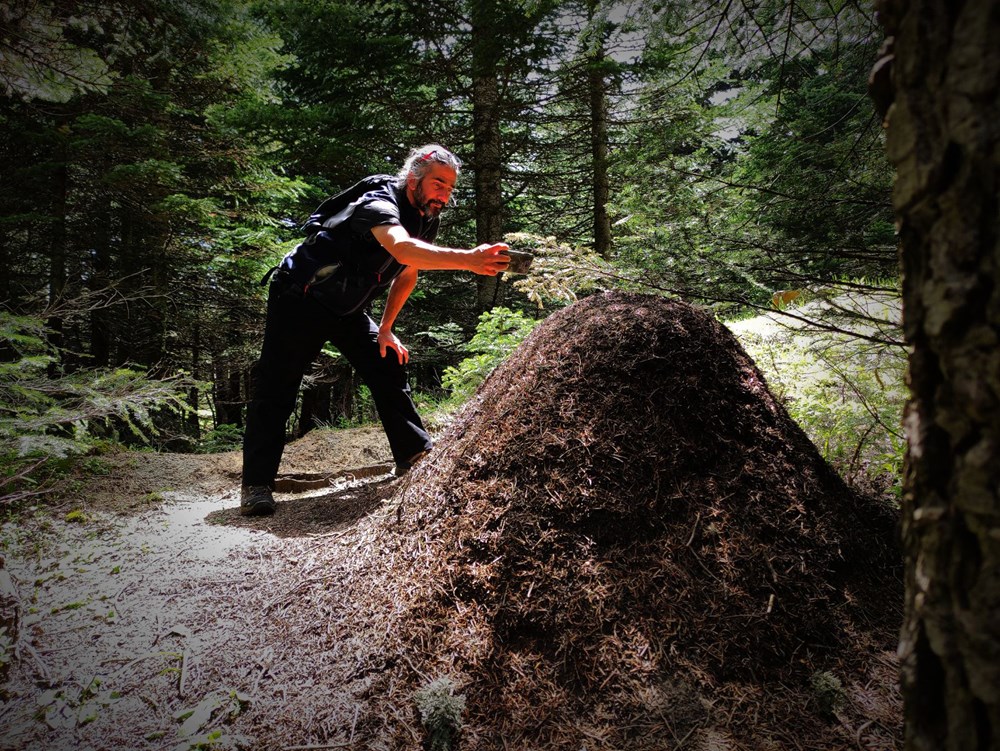 Uludağ’da dev karınca yuvaları - 5