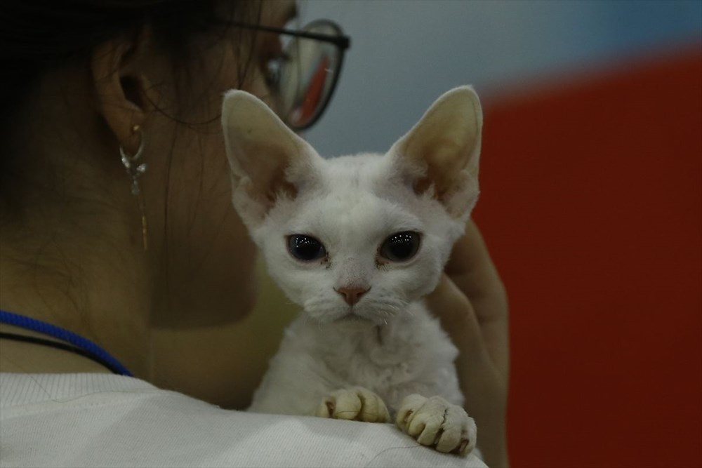 Kedi fuarından renkli fotoğraflar (Catsburg) Magazin Haberleri NTV