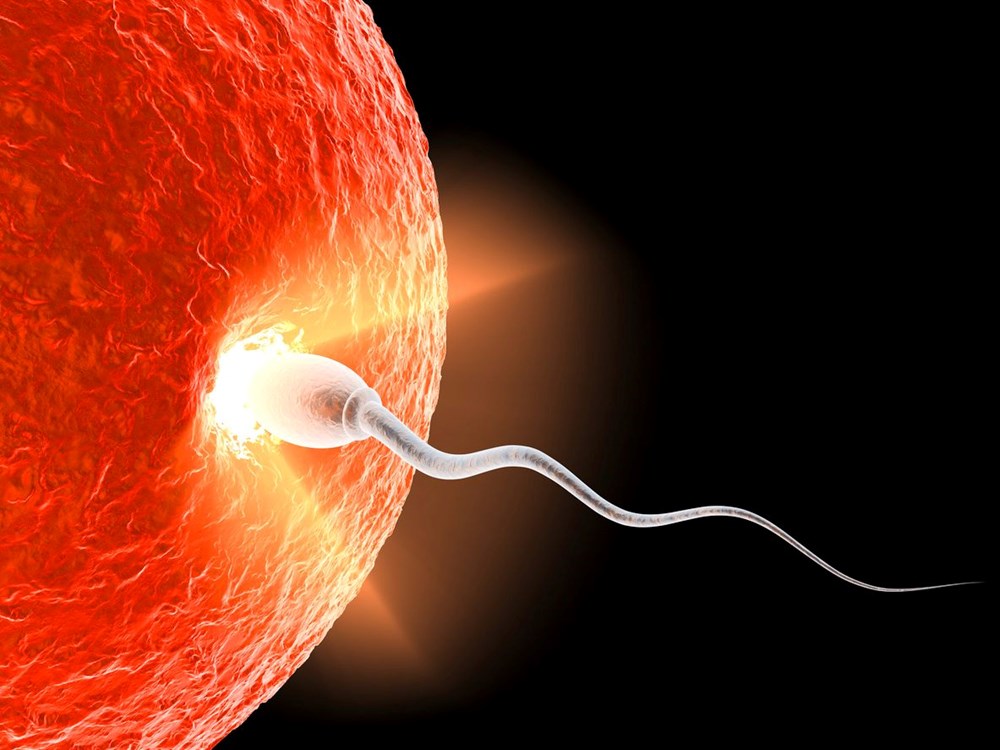 Dünyanın birinci sperm nakli gerçekleşti! Bilim insanları ''umut verici'' buluyor 74
