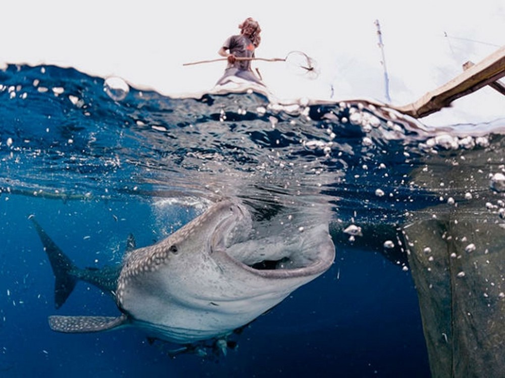 Уникальные кадры. Снимки от National Geographic. Снимок акулы от National Geographic. Снимок года от National Geographic акула в прыжке. Редкие кадры.