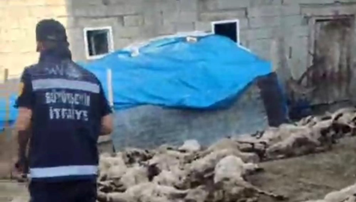 Van'da kurt dehşeti Van'da kurt dehşeti