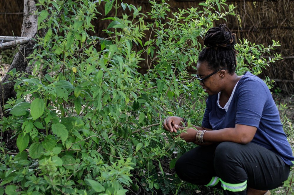The plant that the African country hopes for, Zumbani: We would be dead if we didn't use it - 4