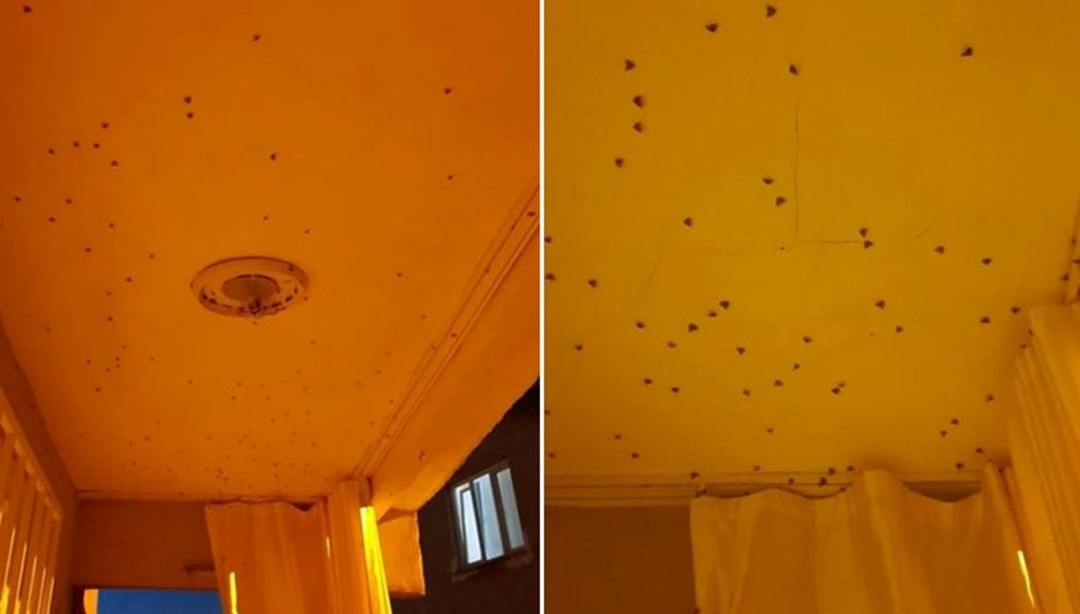 'Vampir Kelebek'ler İstanbul'da